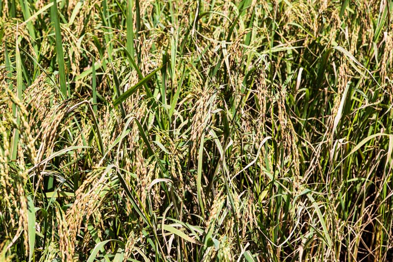 Mature paddy crop in a watershed area - result of community-based watershed management under Jaya Devi's leadership